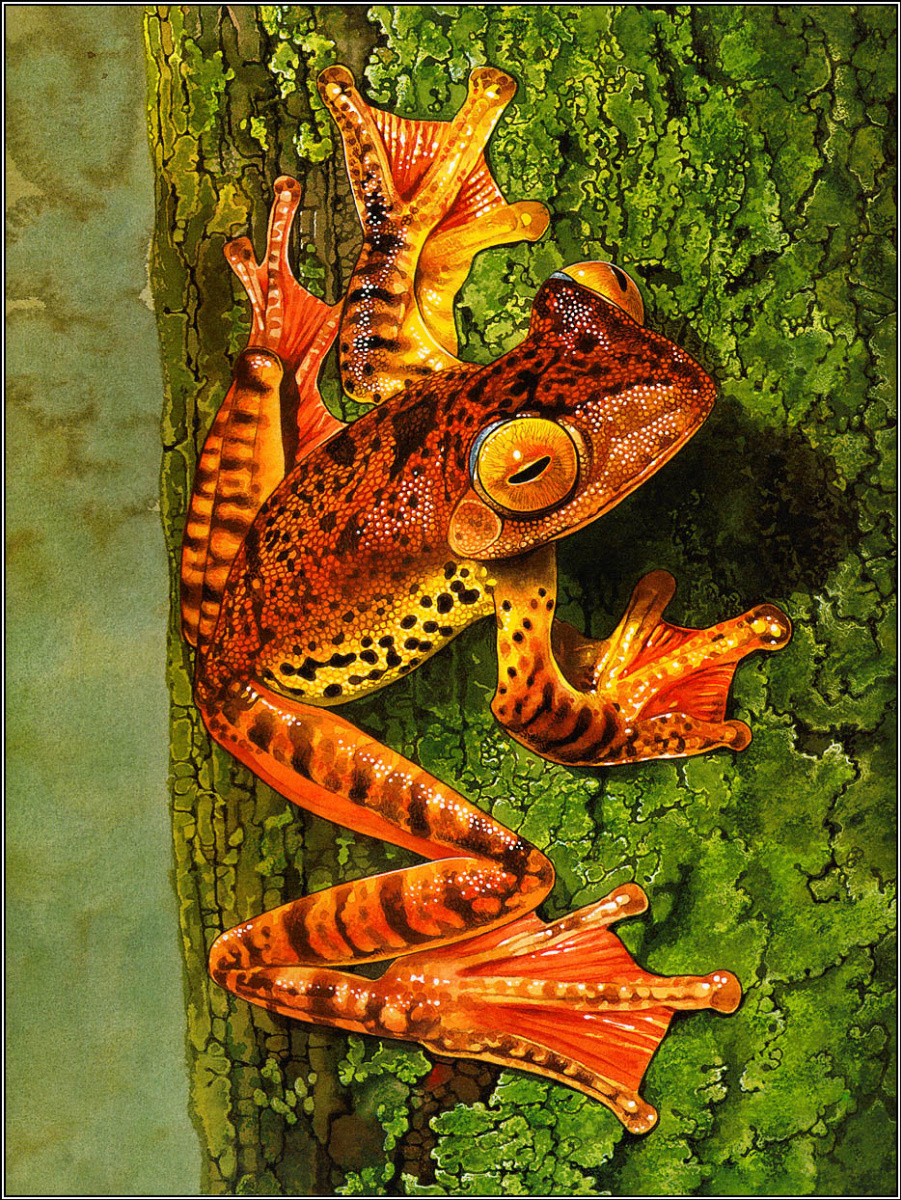 Toni Oliver. Frogs sing songs 13