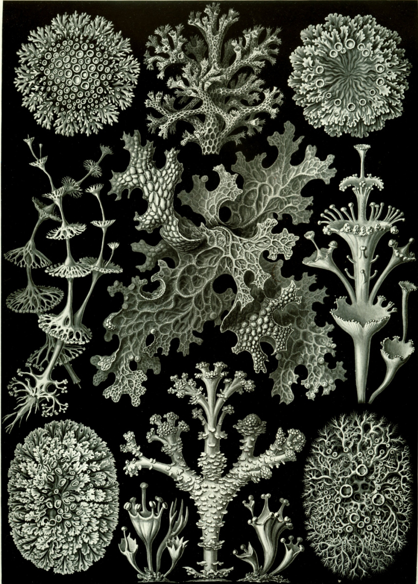 Ernst Heinrich Haeckel. Lichens. "The beauty of form in nature"