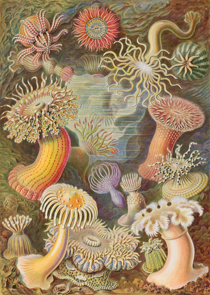 Ernst Heinrich Haeckel. Actinia. "The beauty of form in nature"