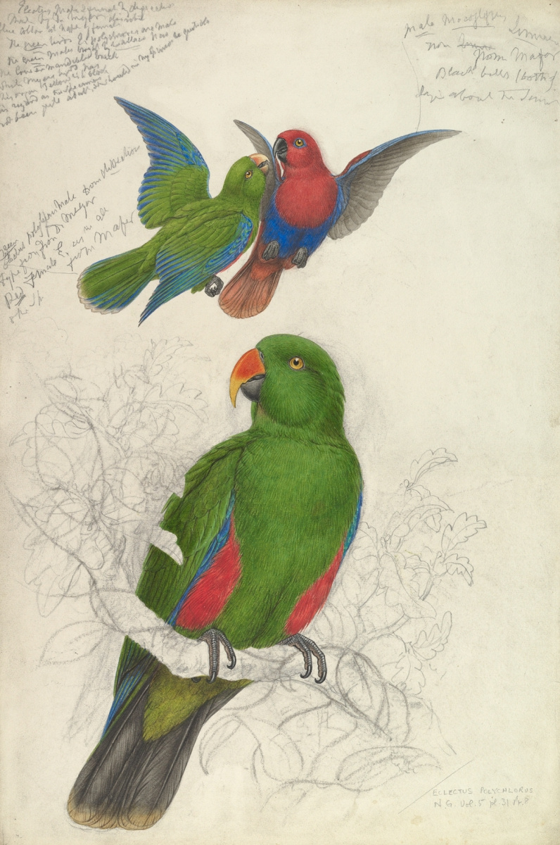 Edward Lear. Noble Green-Red Parrot, Australia