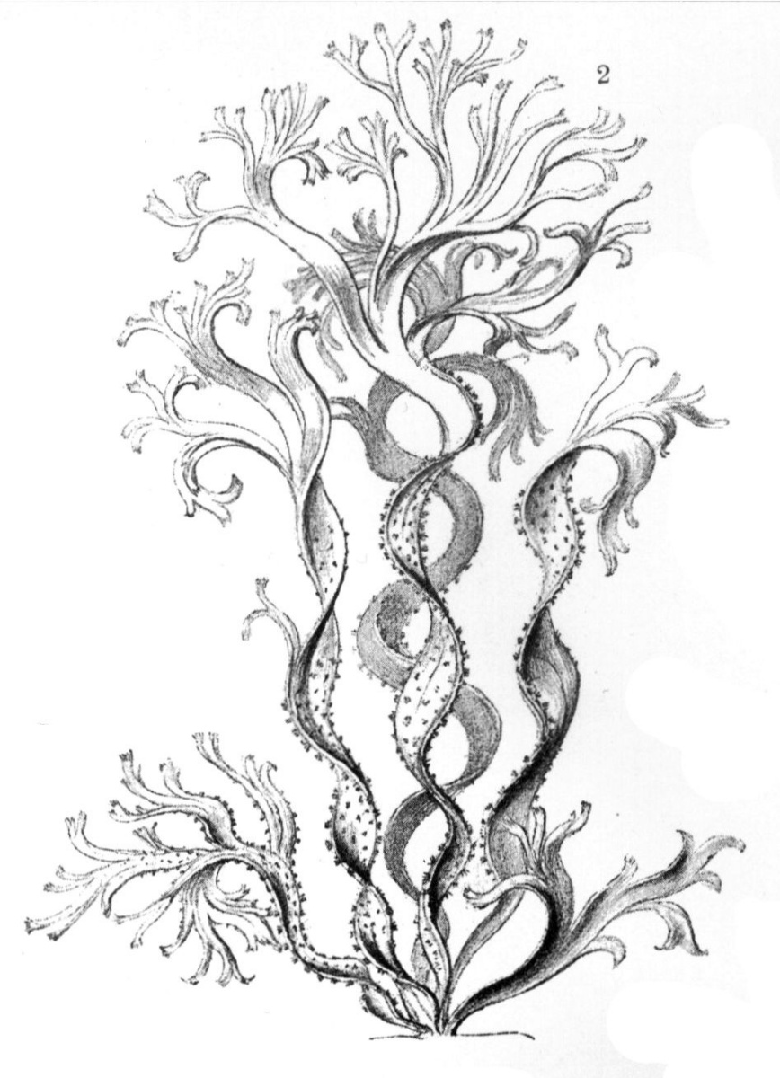 Ernst Heinrich Haeckel. Multiple-threaded catleria. "The beauty of form in nature"