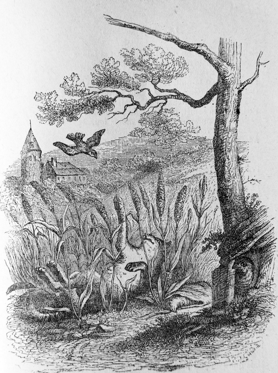 Jean Ignace Isidore Gérard Grandville. Cat and Sparrow. Illustrations to the fables of Florian