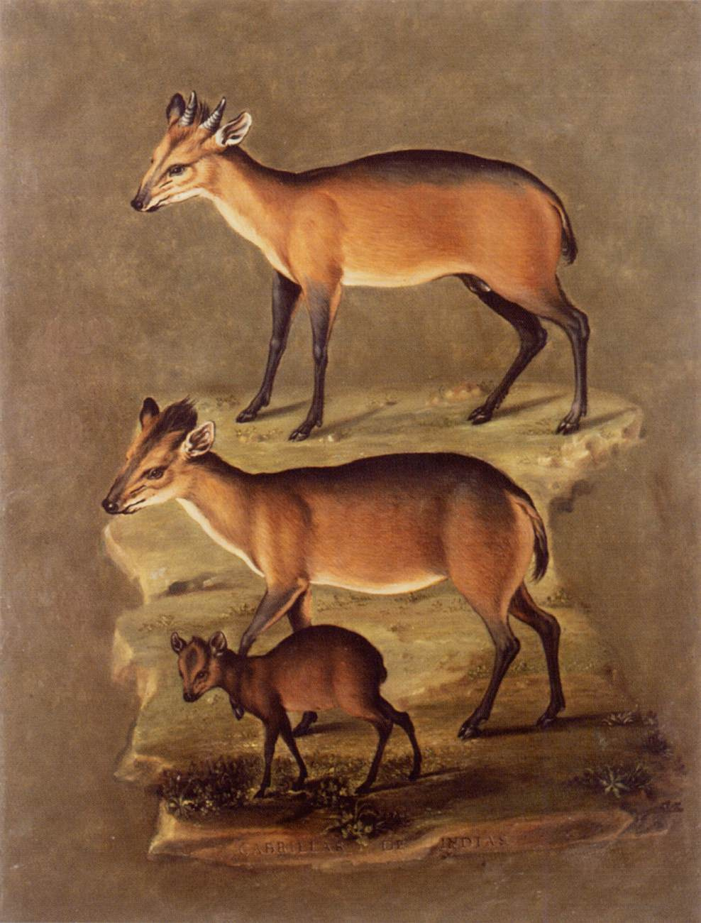 hoofed mammals. reeboki duker