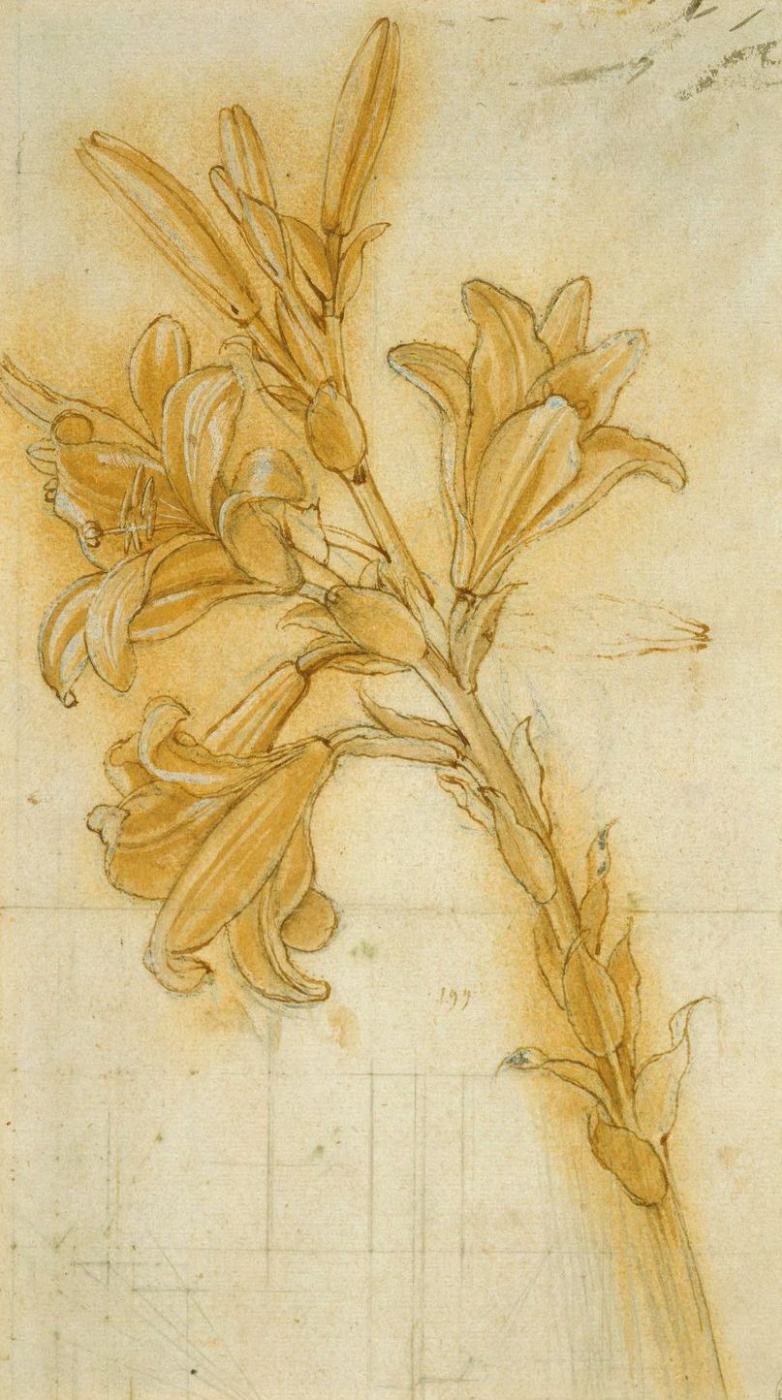 Andrea del Verrocchio. Lily