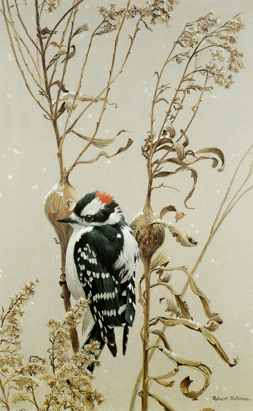 Robert Bateman. Downy woodpecker