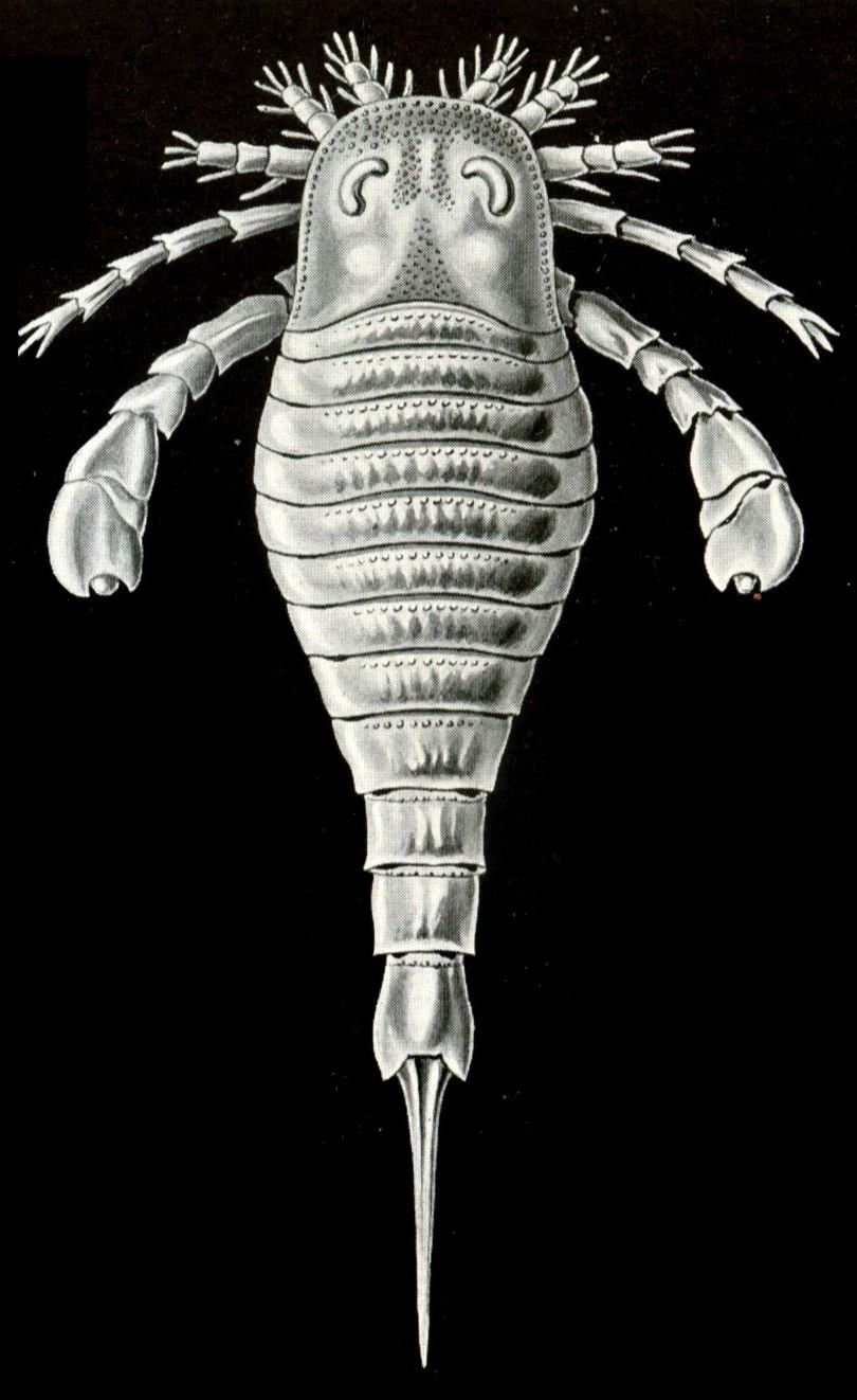 Ernst Heinrich Haeckel. Euriptheid or Sea Scorpion. "The beauty of form in nature"
