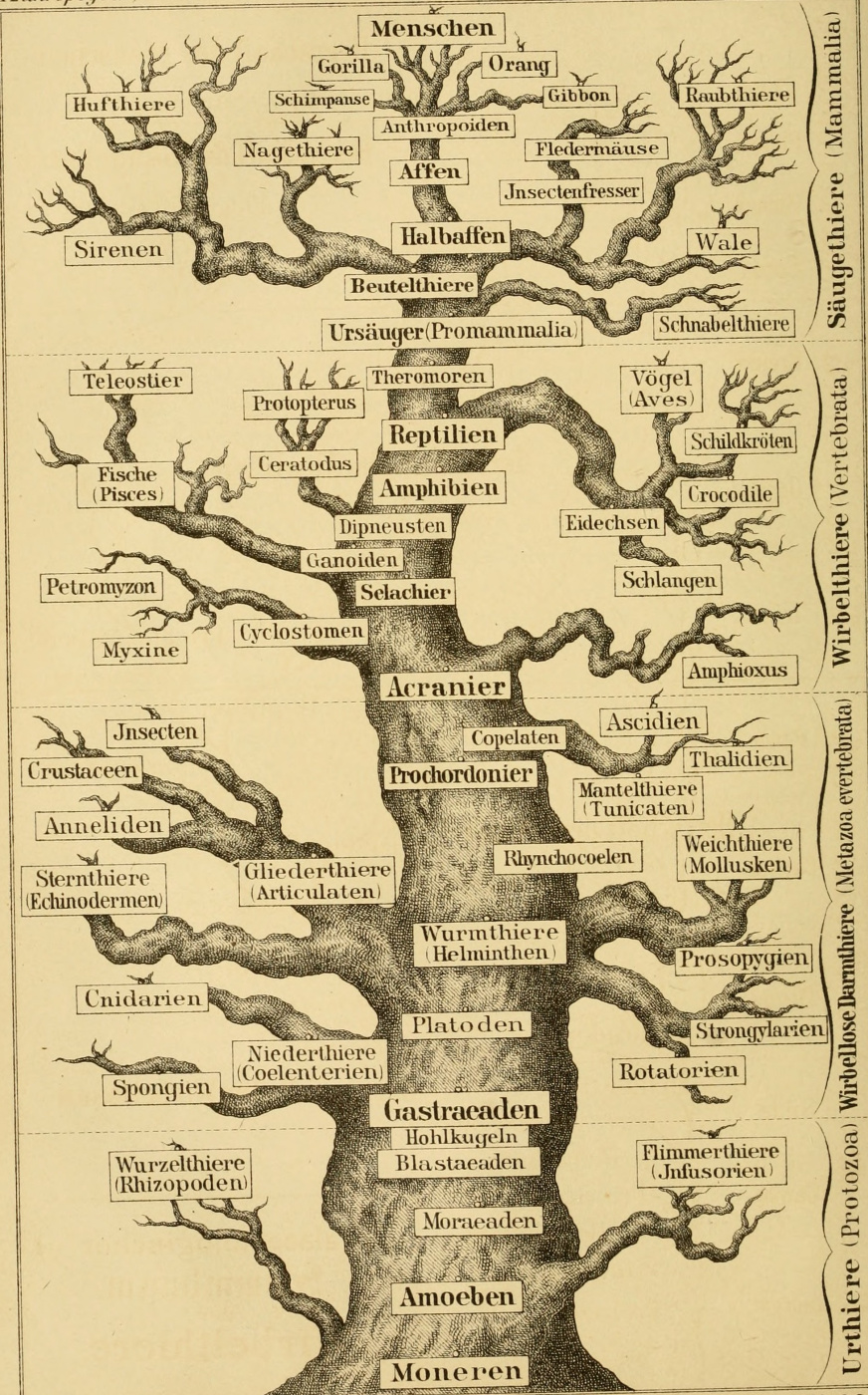 Ernst Heinrich Haeckel. Généalogie "Anthropologie et développement humain"