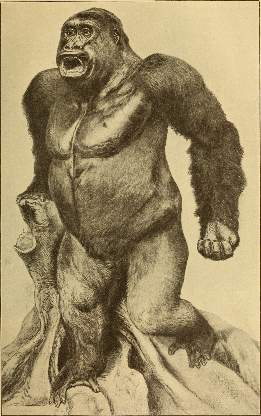 Ernst Heinrich Haeckel. Gorilla male "Anthropology and the history of human development"