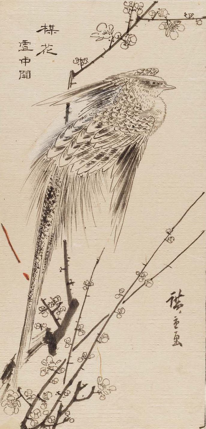 Utagawa Hiroshige. Golden pheasant on a branch of plum (sketch for engraving)