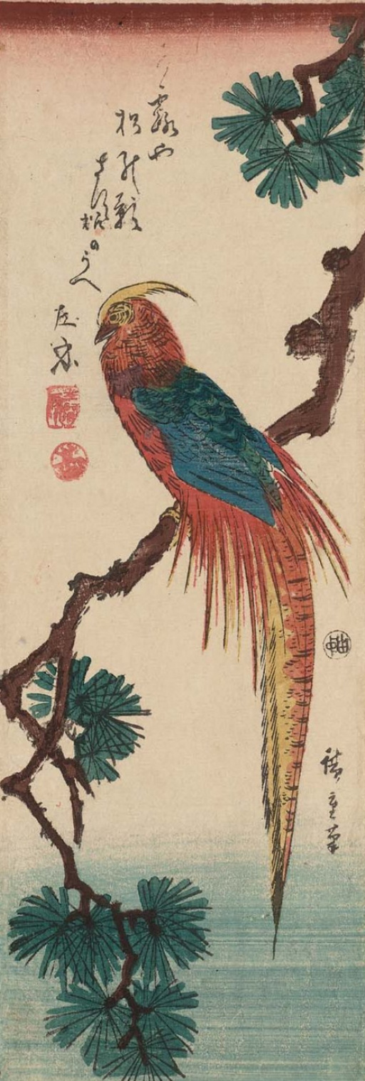 Utagawa Hiroshige. Golden pheasant on a pine branch