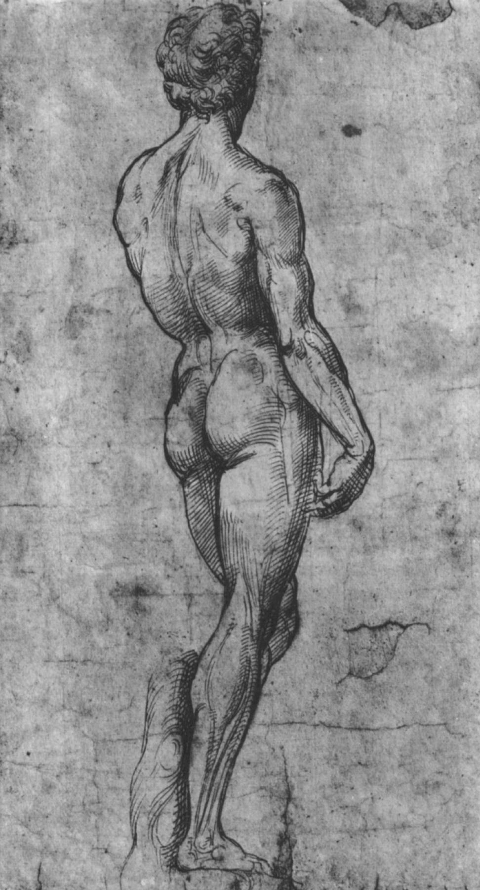 Raphael Santi. Nude from the back (with the "David" of Michelangelo)