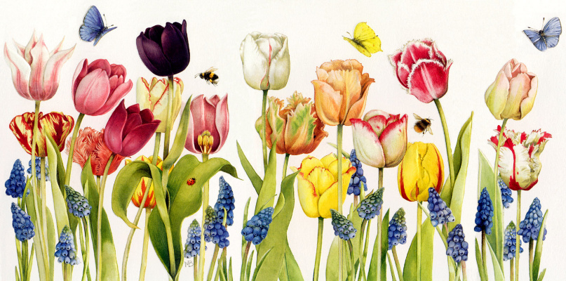 Marjolin Bastin. Multi-colored tulips