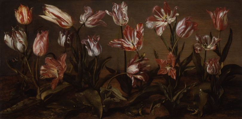 Jakob Gerrits Cape. Tulpen