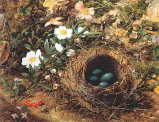 the nest of birds
