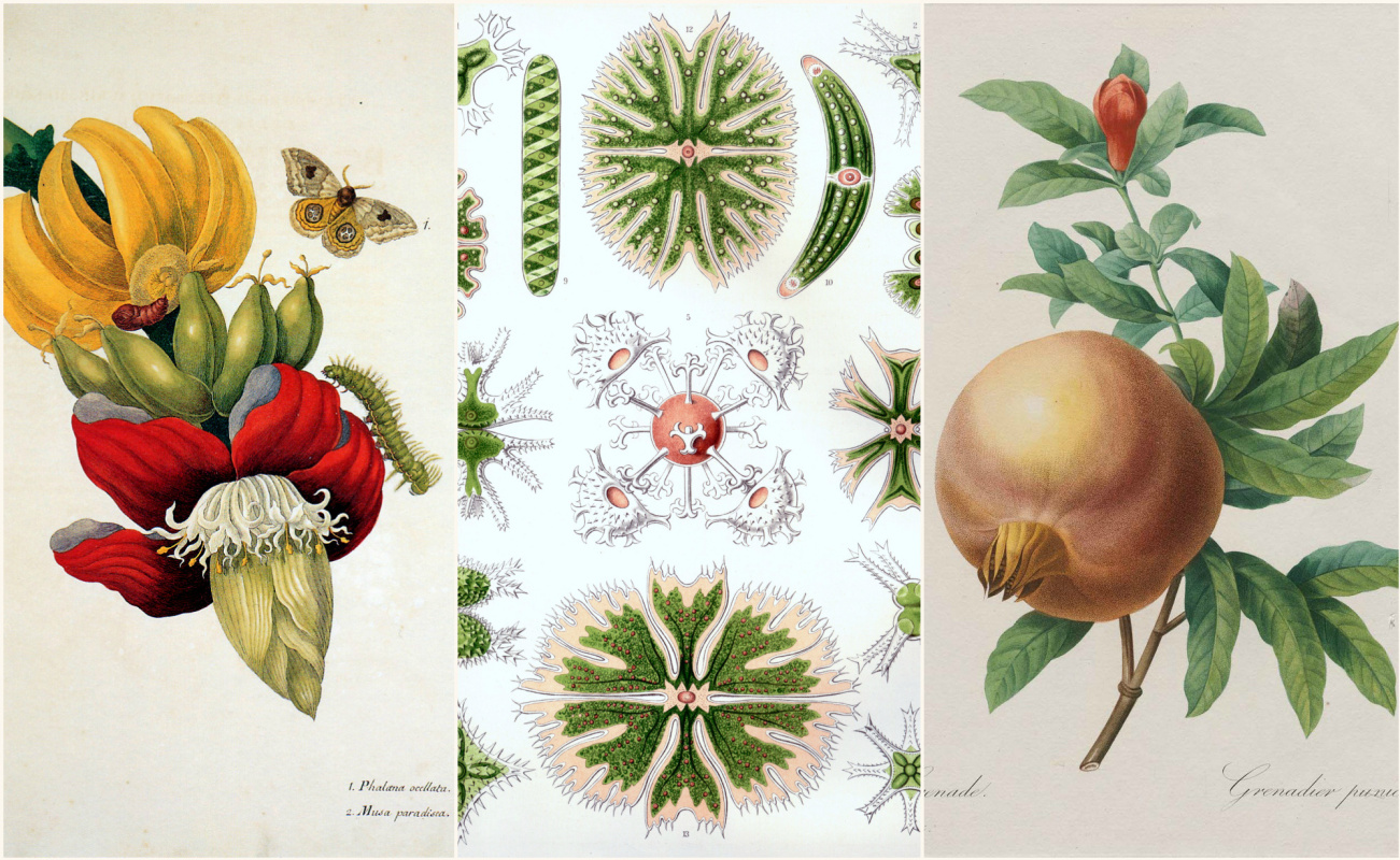 Что посеешь: искусство ботанической иллюстрации за последние 500 лет