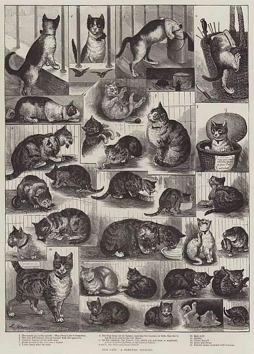 Луис Уэйн, «Наши котики. Домашняя история» (1884). Питер изображён на фрагментах с первого по пятый