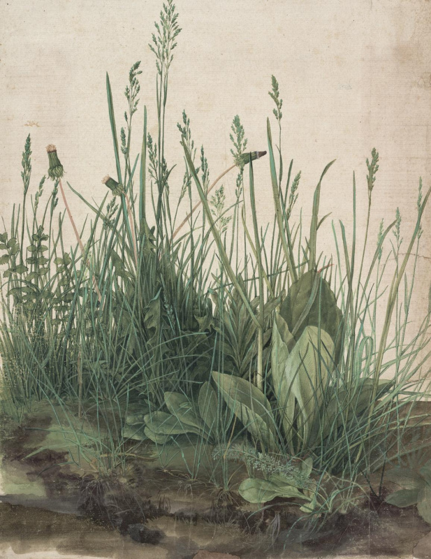 Albrecht Dürer: The Large Piece of Turf, 1503 (© The Albertina Museum, Wien)