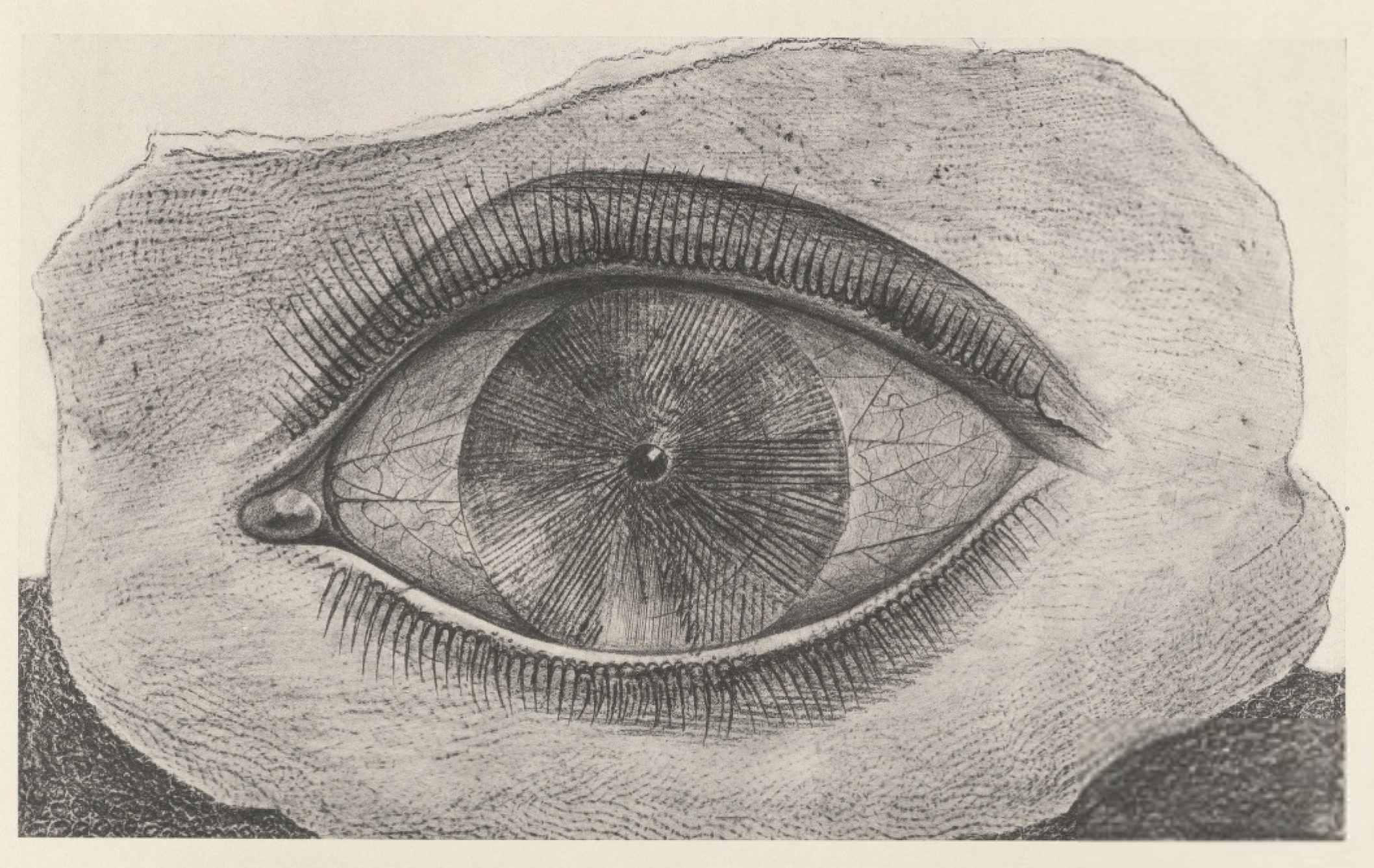 马克斯·恩斯特：自然历史: exhibition 14 六月– 13 十月, 卡门现代艺术
