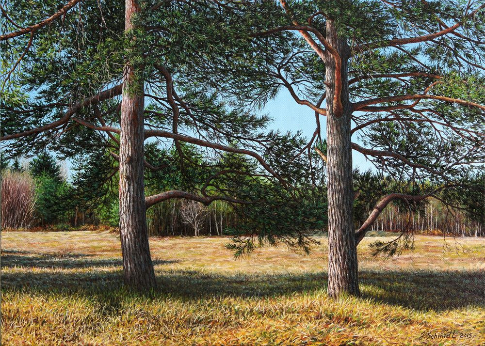 Jürgen Schmidt. Meadow with pine trees