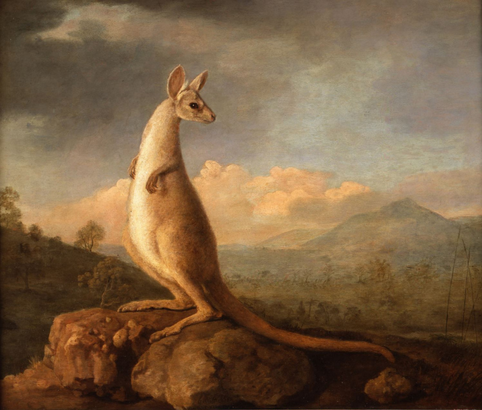 Kangaroo from New Holland