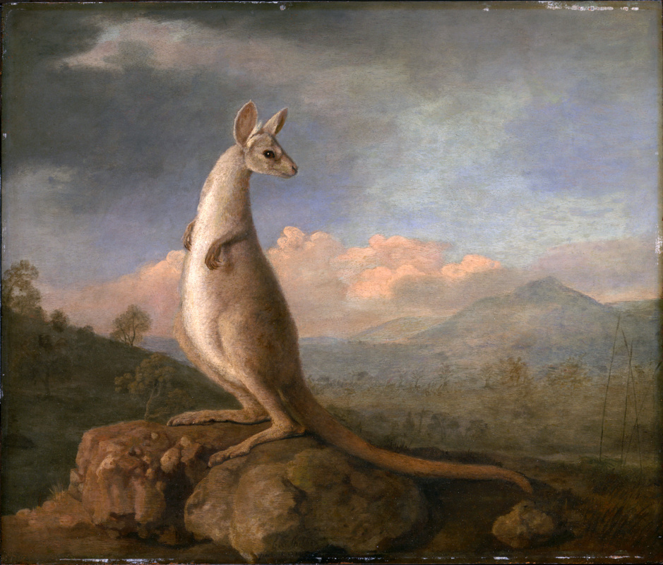 George Stubbs. Kangourou de New Holland