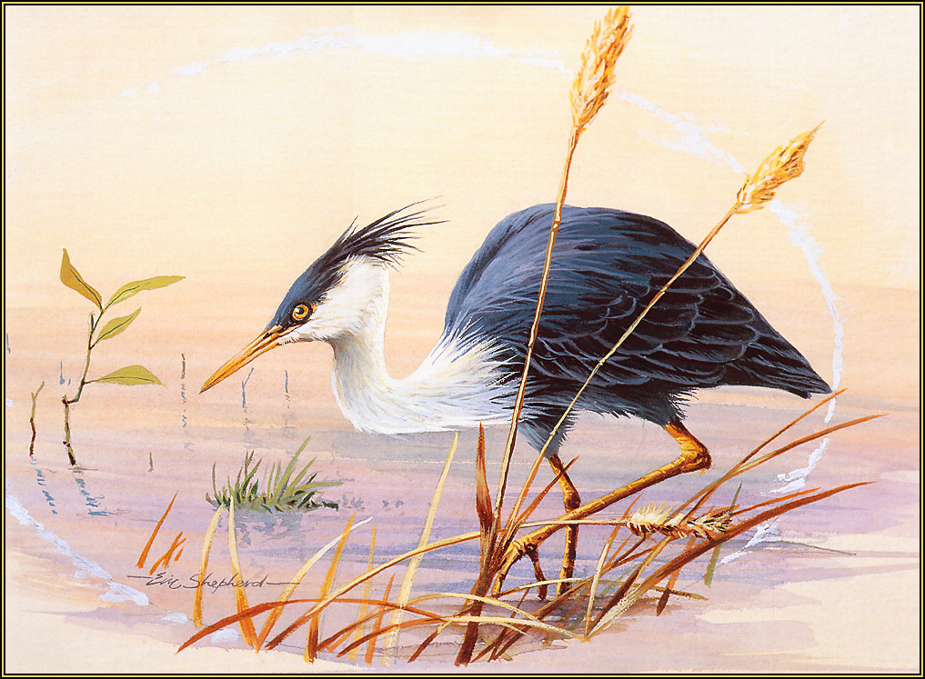 Eric Shepherd. Magpie Heron