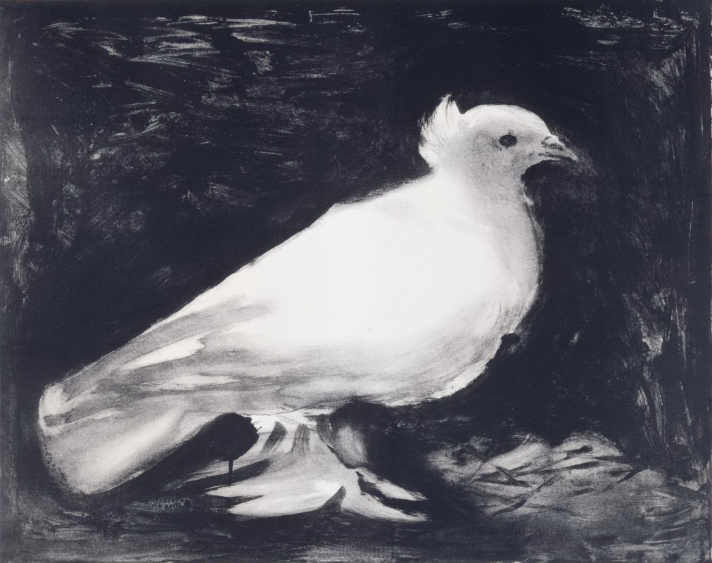 Pablo Picasso. Pigeon