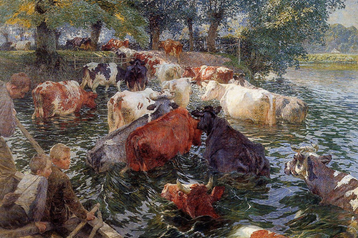 Emil Klaus. Cows crossing the river