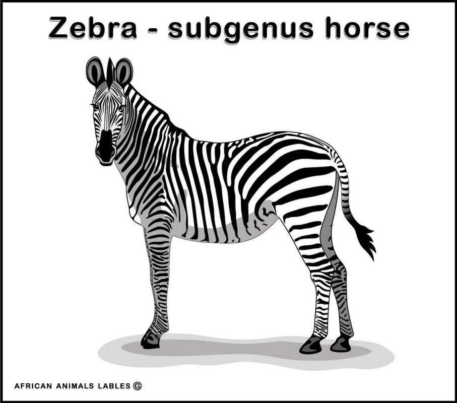 Глеб Березнев. Zebra