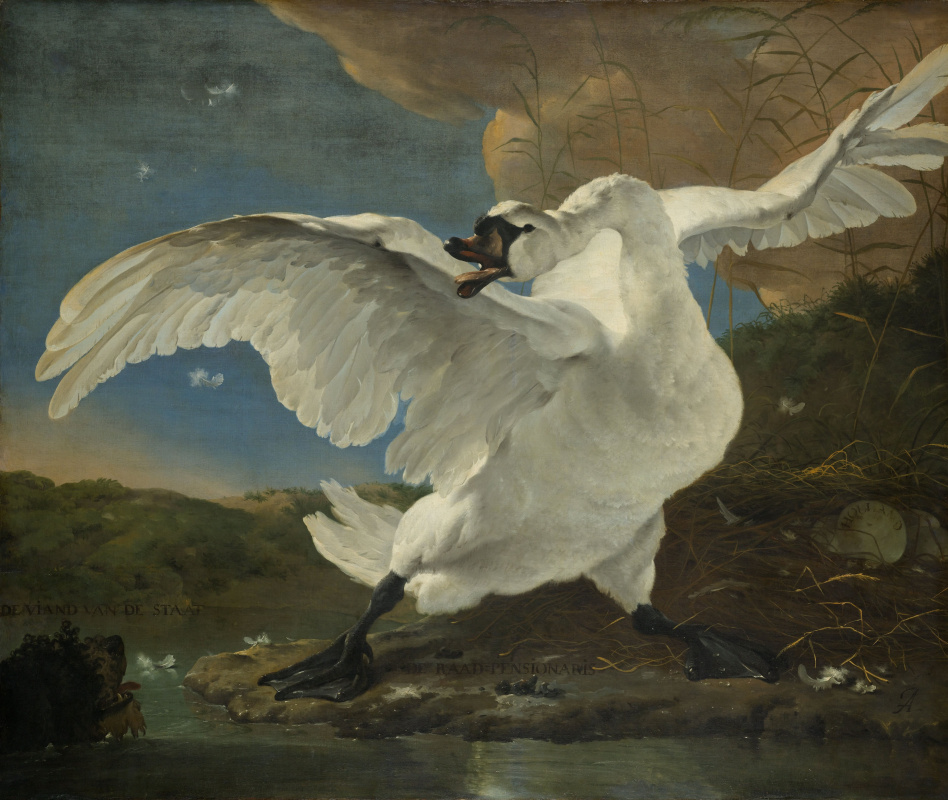 Ian Asselain. The menacing Swan