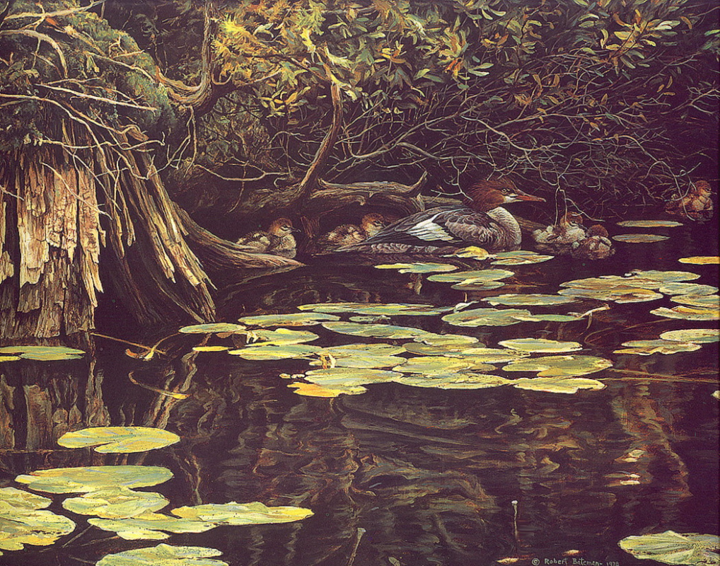 Robert Bateman. A hungry red-breasted merganser masked