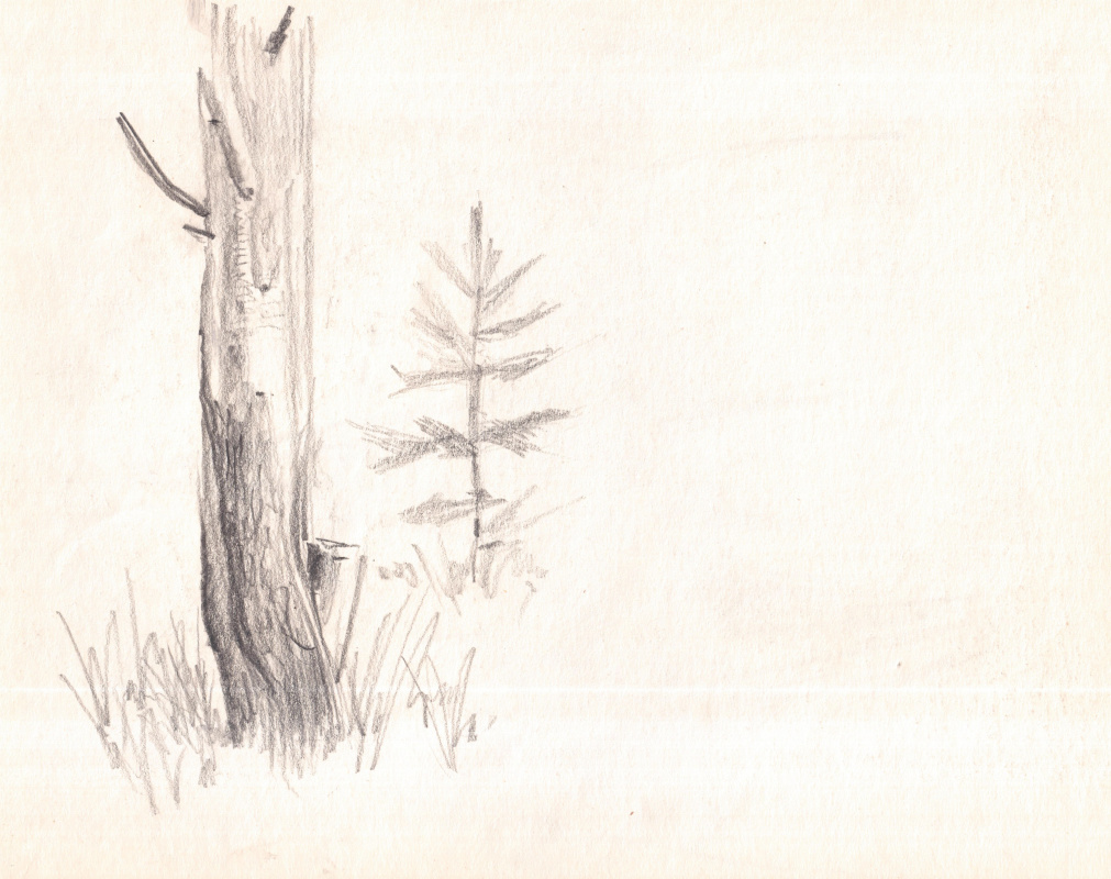 Arkady Pavlovich Laptev. Sketch of a tree