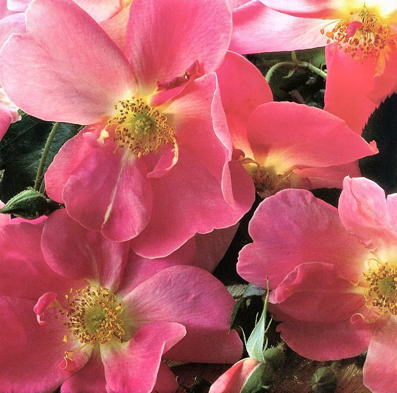 Клей Перри. Розовые цветы