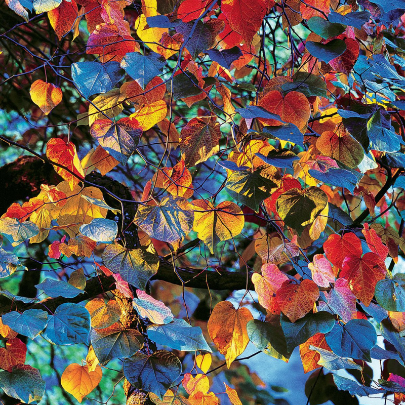 Christopher Burkett. Leaves at sunset