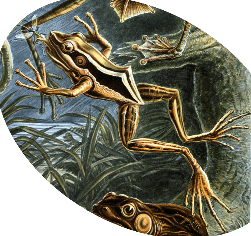 Red-eared frog. "The beauty of form in nature"
