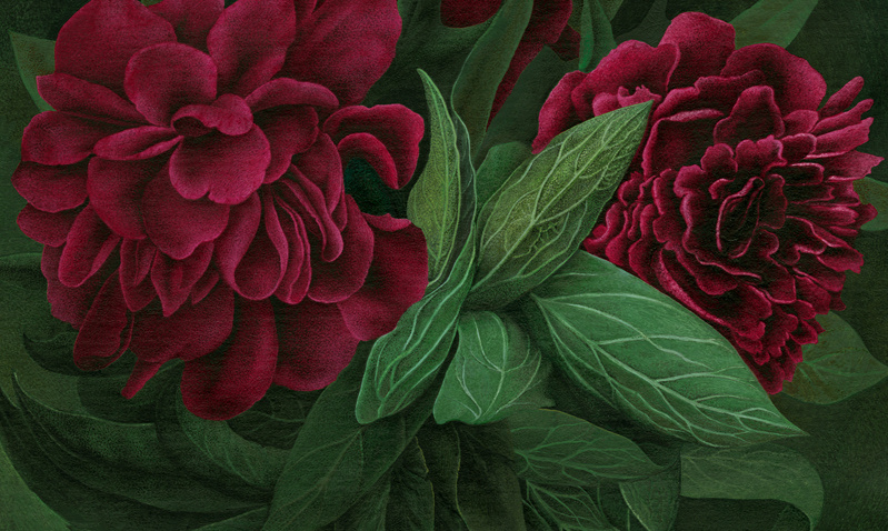 Peonies