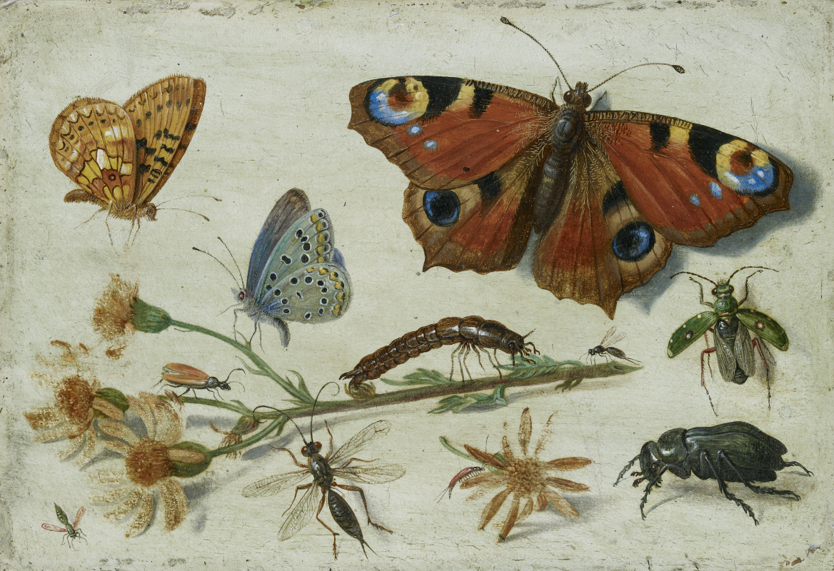 Jan van Kessel Elder. Three butterflies, a beetle and other insects, with a cutting of Ragwort