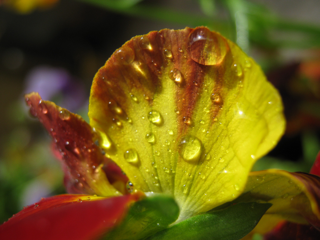 Alexey Grishankov (Alegri). "Petal in the morning dew"