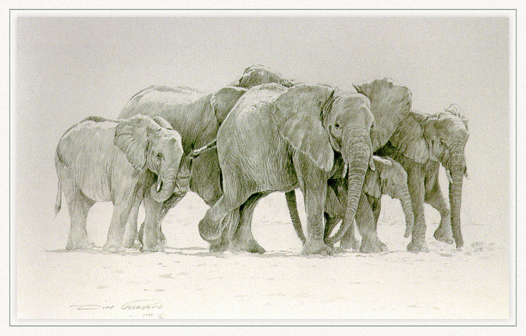 Dino Paravano. Walk of the elephants