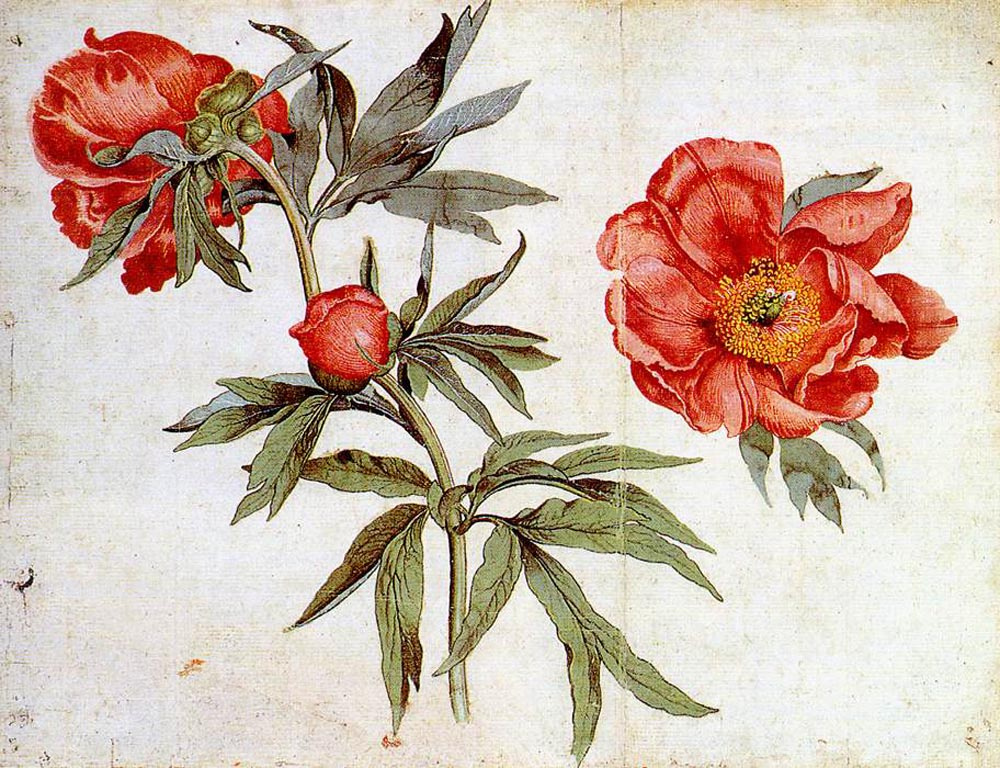 Мартин Шонгауэр. Красные цветы