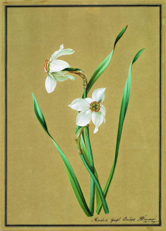 Fedor Petrovich Tolstoy. Narcissus