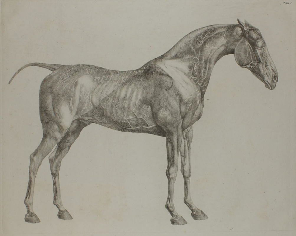George Stubbs. The anatomy of the horse
