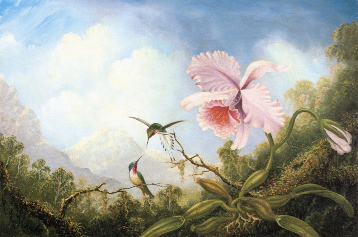 Martin Johnson Head. Two hummingbirds and an orchid