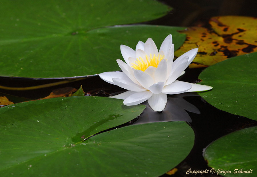 Jürgen Schmidt. Lily