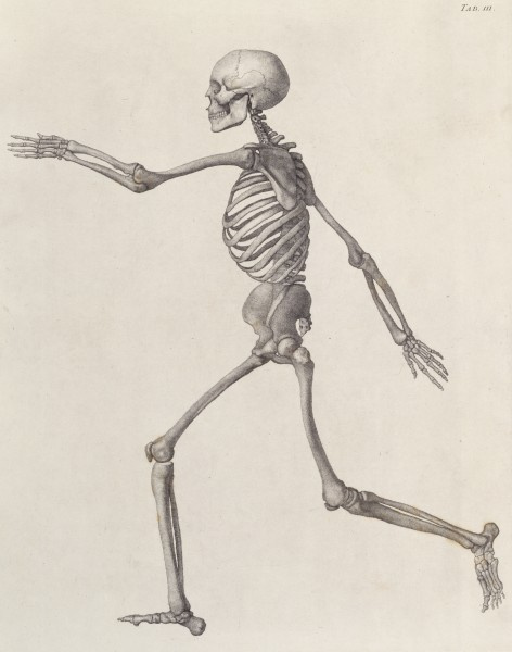 George Stubbs. Human skeleton