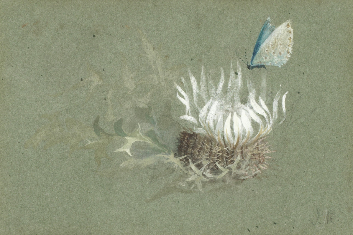 John Ruskin. Study of an alpine thistle with an Amanda's Blue butterfly