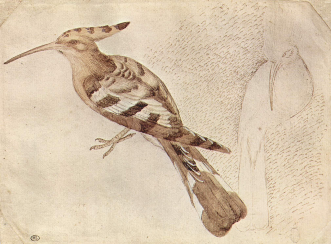 Antonio Pisanello. Bird