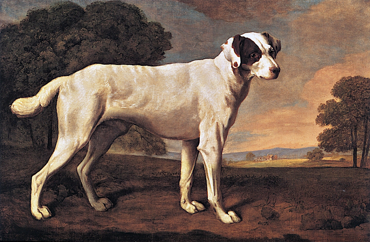 George Stubbs. White dog Viscount Gormanston