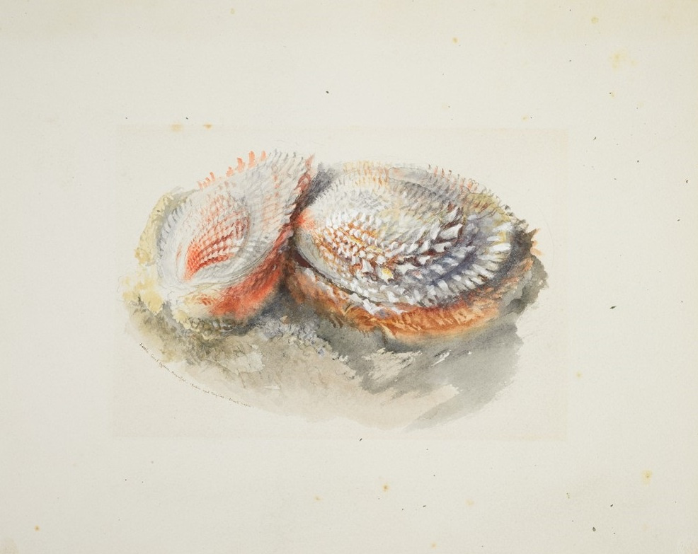 John Ruskin. Coral Oysters
