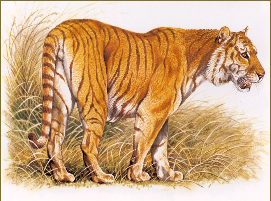 Robert Dallet. Red tiger